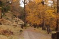 Foto Camino en otoño (Patricia Friedrich)